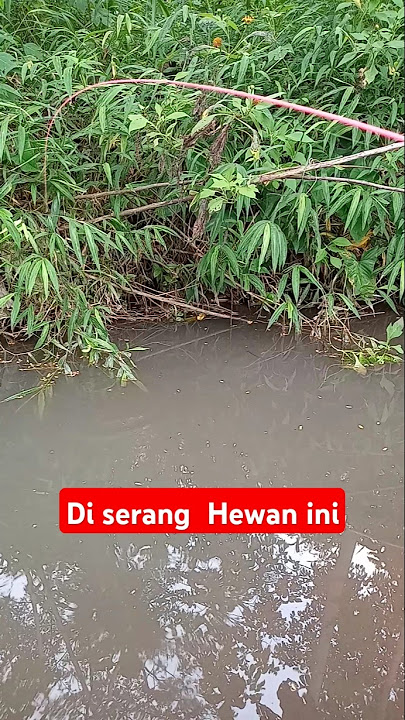 Mancing  wader malah di  sambar  Hewan ini... #fishing #microfhising #mancingwader