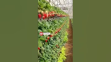 Polyhouse strawberry farming 🍓🍓#shorts #reels #straberry #viral