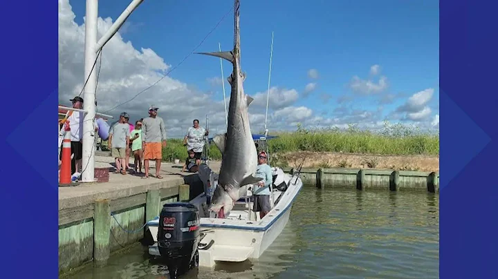 Texas City fisherman reels in 12 foot, 1,000-pound tiger shark