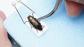 昆虫標本 ラベル Youtube 昆虫標本 ラベル Youtube