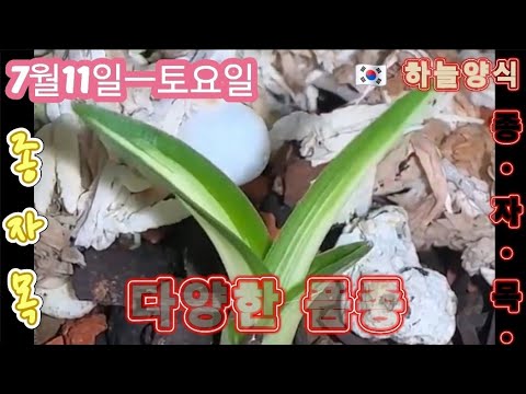 유튜브 썸네일
