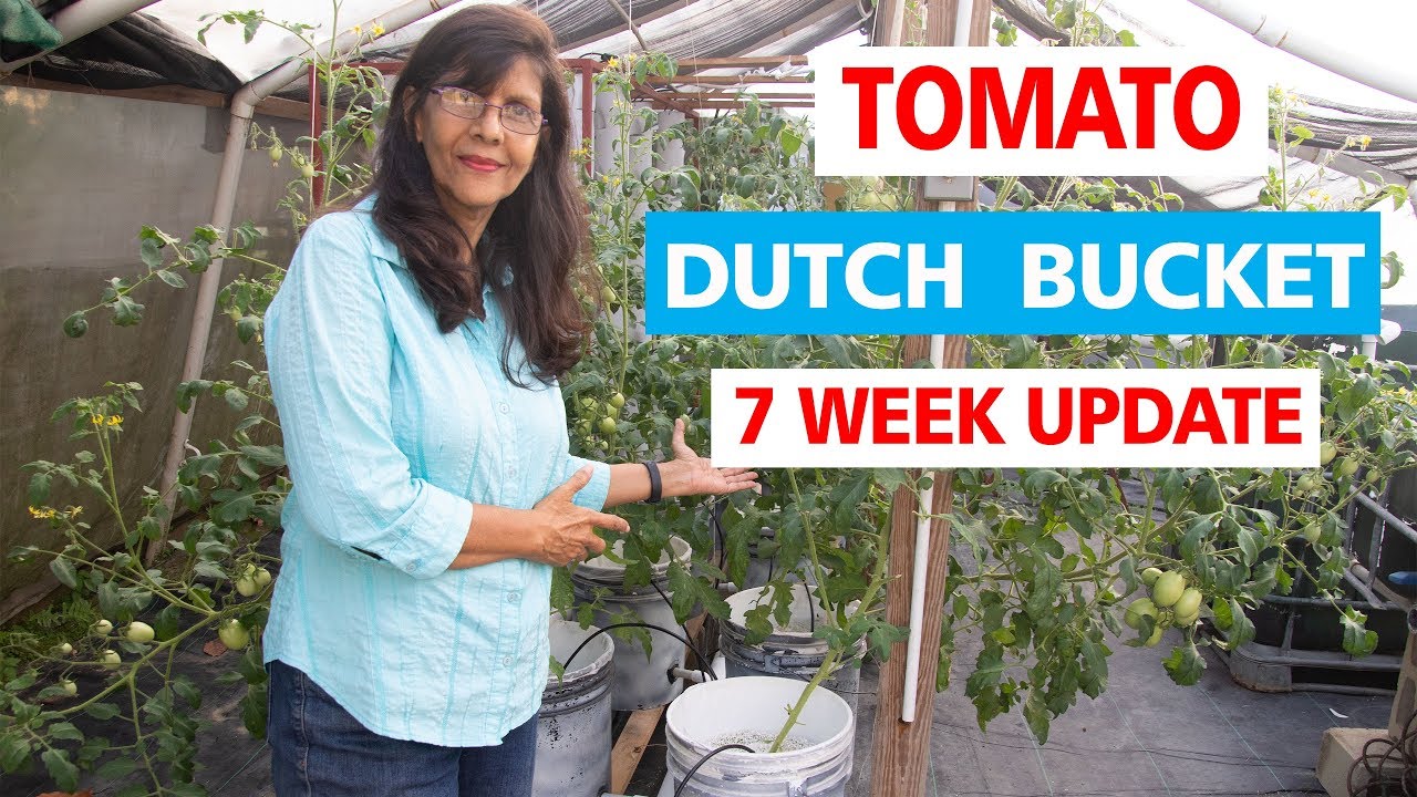 Dutch bucket tomatoes, 7 th week update YouTube