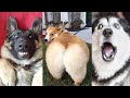 Funny cat and dogs   try not to laugh   chris pets