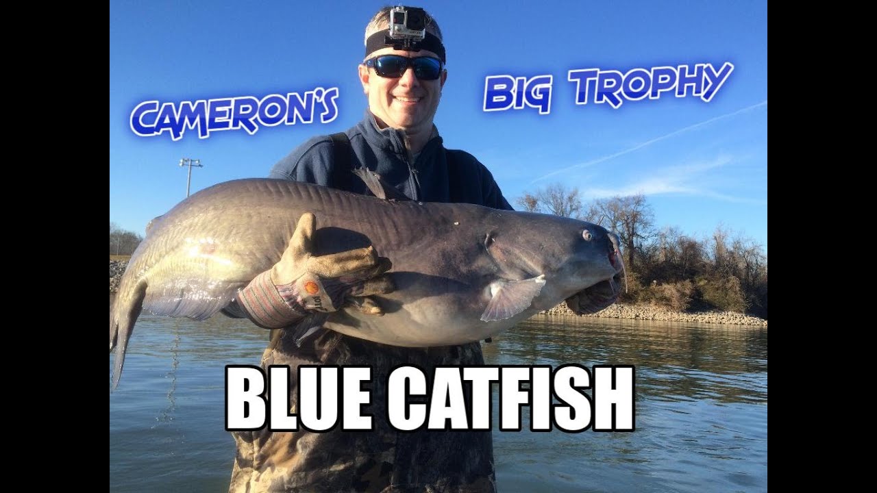 Big Trophy Blue Catfish (Ft. Cameron Gatlin) YouTube