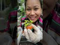 How to grow your own Carrots by @Judybaogarden