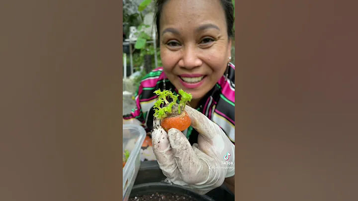 How to grow your own Carrots by @Judybaogarden