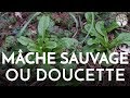 La mche sauvage ou doucette