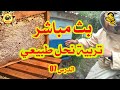 طريقة تربية النحل طبيعيا الدرس 07