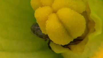 Quel est l'insecte le plus pollinisateur ?