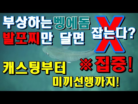 벵에돔낚시/발포찌채비/빵가루낚시 초보분들 이영상만 봐도 1마리 잡던분들은 10마리도 잡을수 있다! #초보#바다낚시#벵에돔낚시#fishing#발포찌채비#빵가루낚시#캐스팅#미끼선행