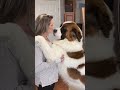 Big Dog Bigger Love Heartwarming Hugs Kisses From My Saint Bernard Shorts Dogmom Cutedog 