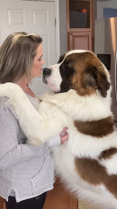 Download lagu Big Dog, Bigger Love: Heartwarming Hugs & Kisses from My Saint Bernard! #shorts #dogmom #cutedog