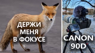 CANON 90D: ОБЗОР спустя год использования. Отзыв о ФОТО- и ВИДЕОсъёмке птиц и других животных