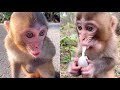 Poor Baby Monkey Crying for Food, Sharing Some Food To Poor Baby Monkey Videos