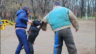 The dog 'saves' the girl from the 'intruder'. Pitbull attack. Bodyguard dog training. СТРАЖ. Odessa. by МИЛЫЕ ПИТОМЦЫ CUTE PETS 929 views 4 months ago 40 seconds