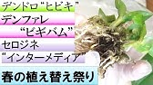 カインズ花図鑑 デンファレの育て方 Youtube