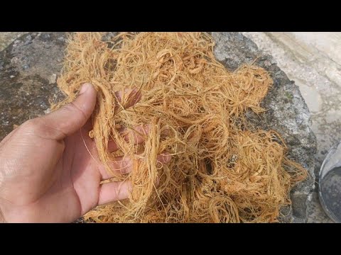 Vídeo: Quando lavar a fibra de coco?