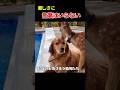 お互いを助け合う動物たち