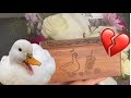 An Open Letter to Munchkin the Duck❤️
