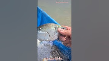 #shorts #giăng lưới toàn cá thác lac khủng