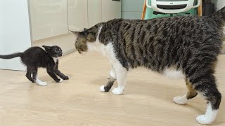 Introducing Two Rescued Kittens to the Big Cats for the First Time │ Episode.1