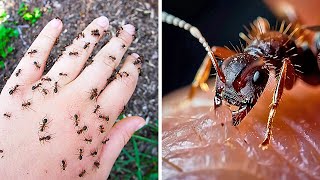 لا تعبث معها: أكثر الحشرات رعبا في العالم
