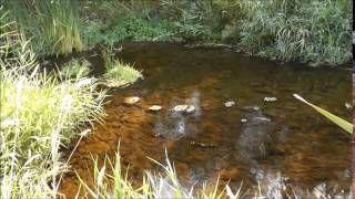 Alstown Gold 20 Acre Placer Mining Claim on Douglas Creek in Washington State from Department of Lan