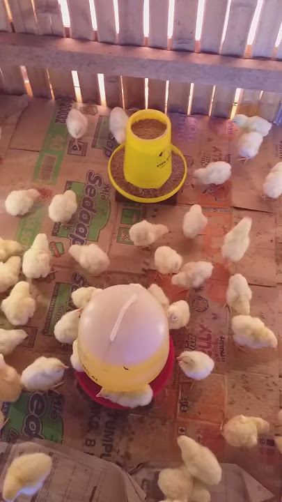 How to care for 200 Broiler Chicken DOCs #shorts #short