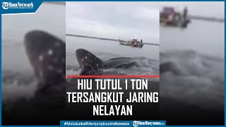 Tersangkut Jaring Nelayan, Hiu Tutul 1 Ton di Cilacap Ditarik Kembali ke Laut