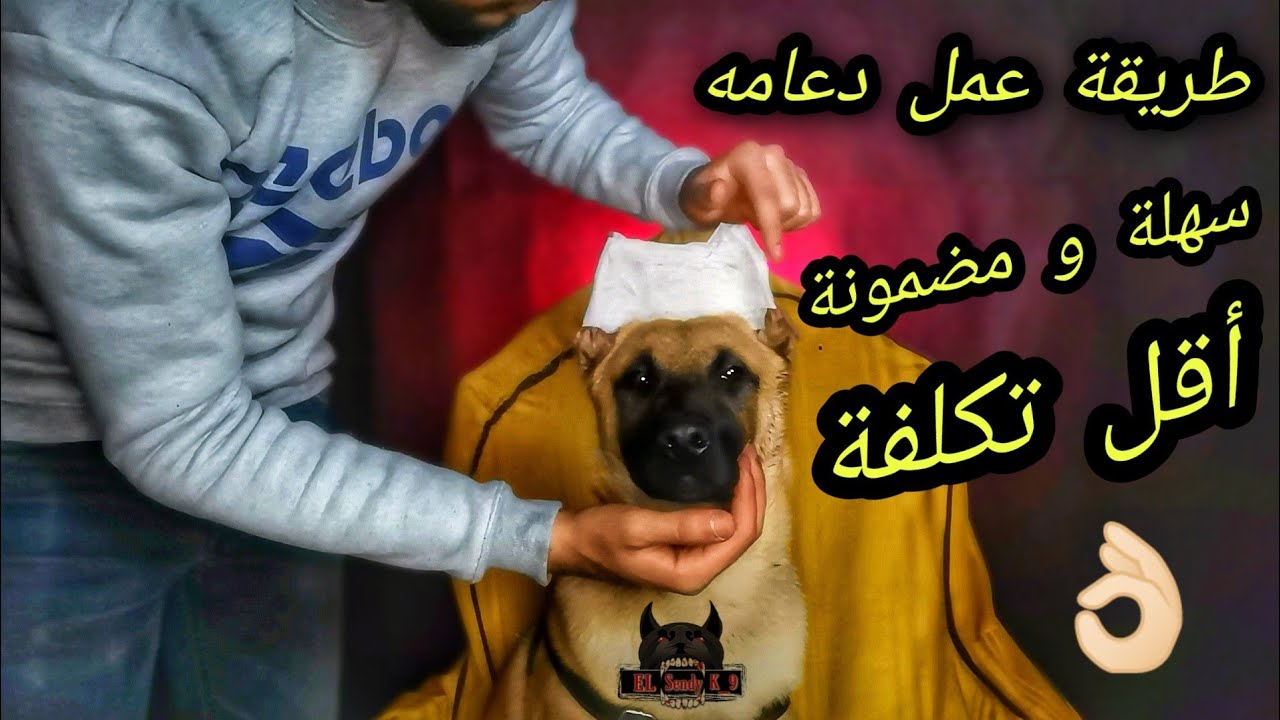 طريقة عمل دعامه للودان 👂🐕‍🦺