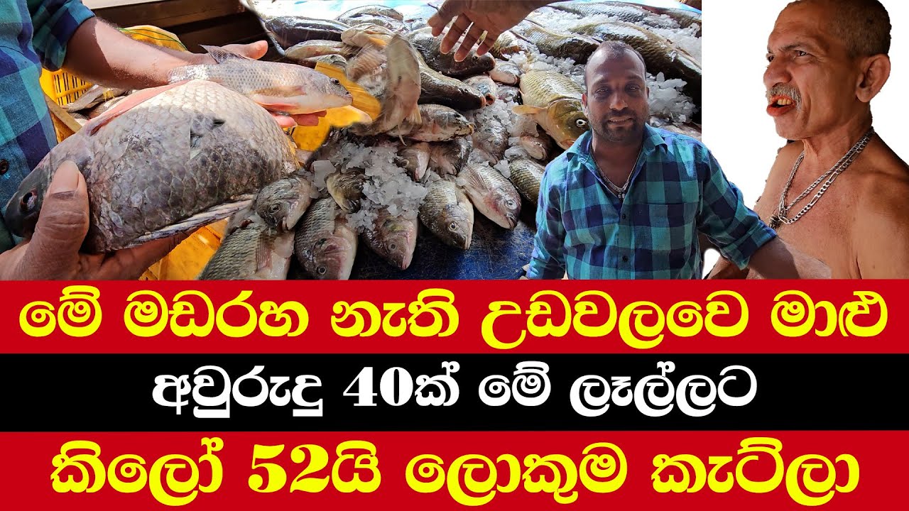 මේ මඩරහ නැති උඩවලවෙ මාළු | අවුරුදු 40ක් මේ ලෑල්ලට | කිලෝ 52යි ලොකුම කැට්ලා