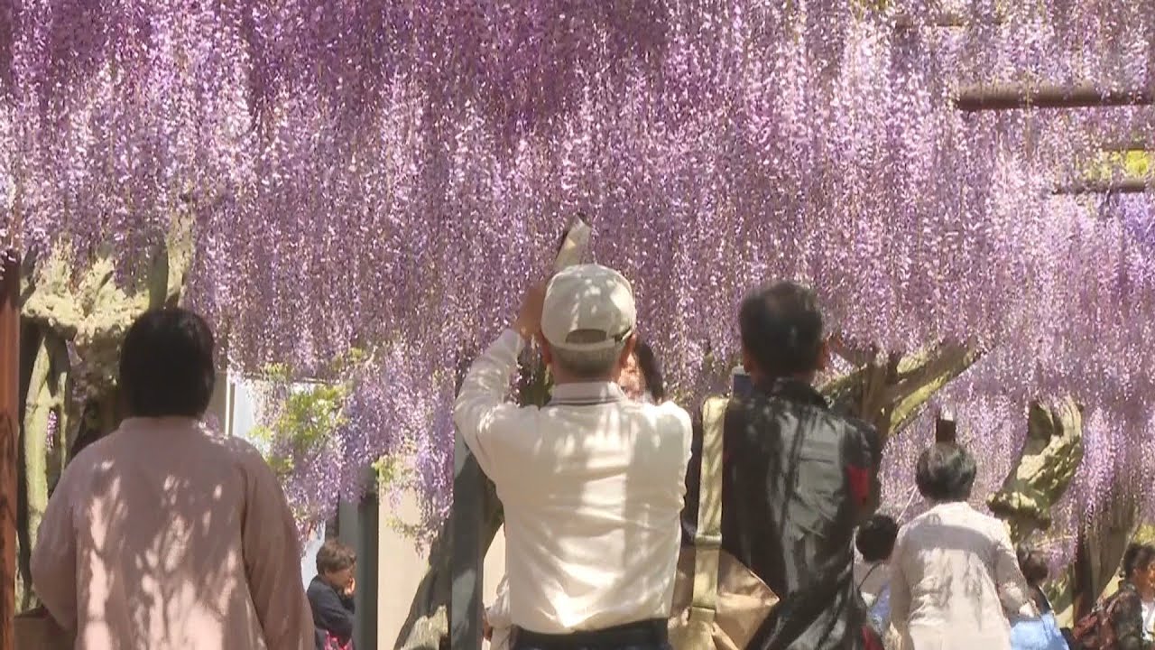 藤の花 Wisteria flowers are in full bloom at Wisteria Park, the