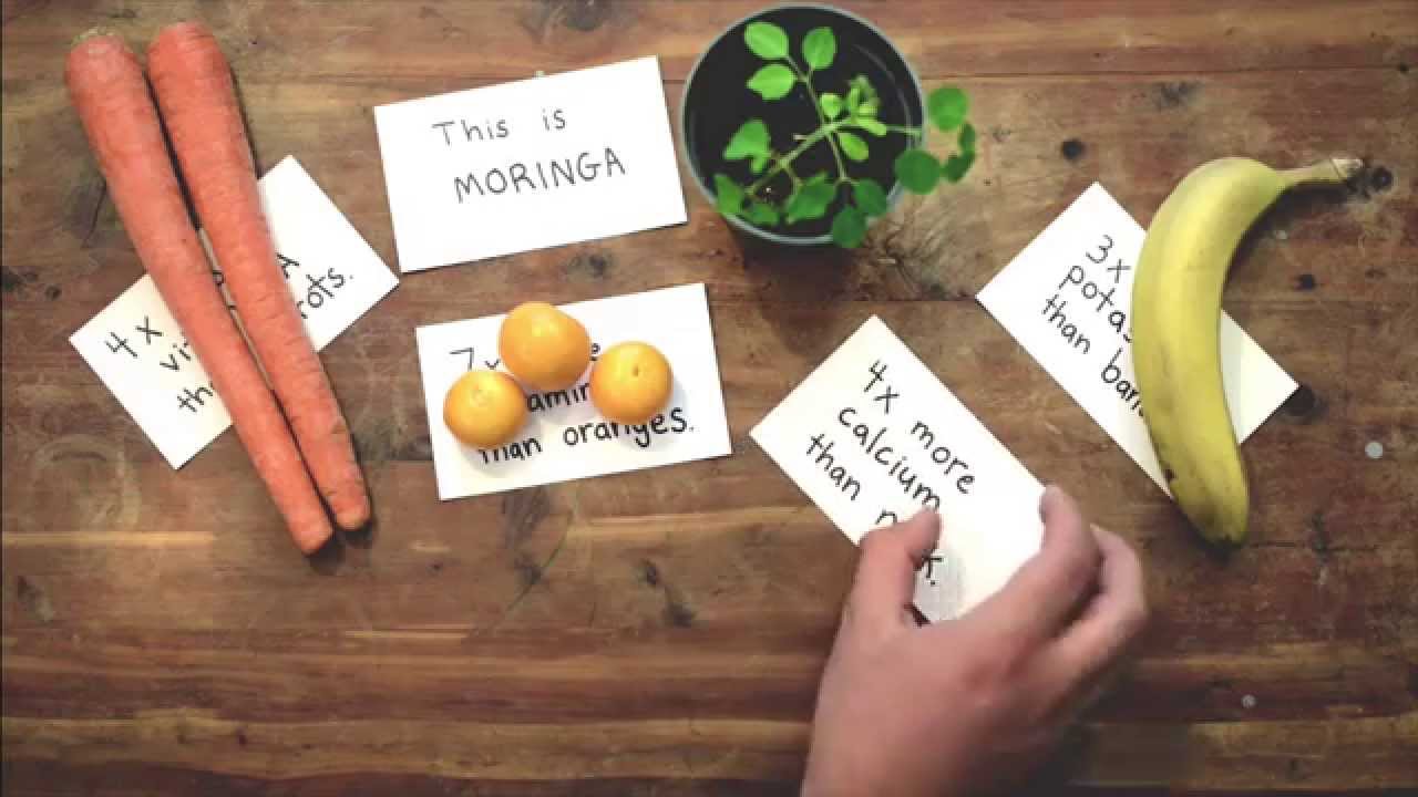 Moringa Tree Planting Instructions YouTube moringa-tree-planting-instructions-youtube