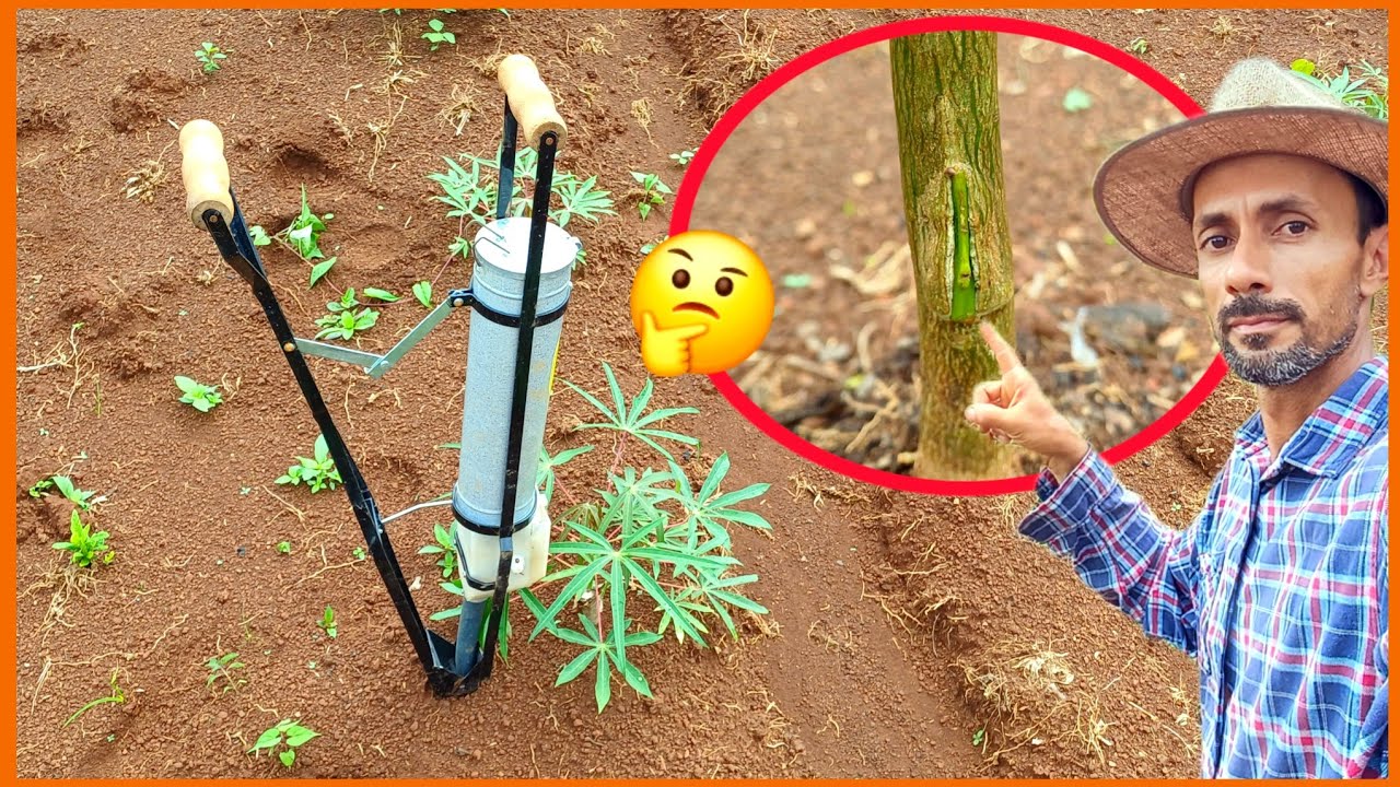 Mostrando o resultado da enxertia de ponkan, fazendo adubação de cobertura na mandioca.