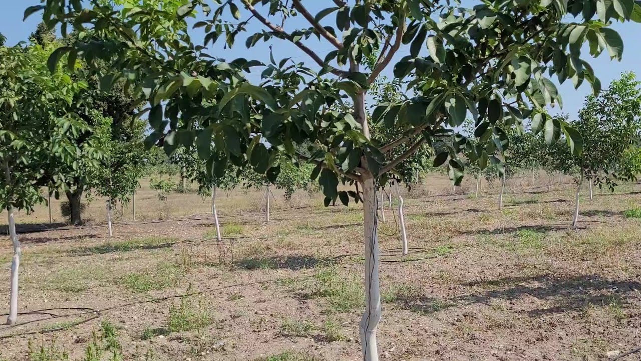 167- Başarı Serisi 2, Chandler Cevizler 3 Yaşında 1kg ürün verdi, Bursa, M.Kemal Paşa ilçesi.