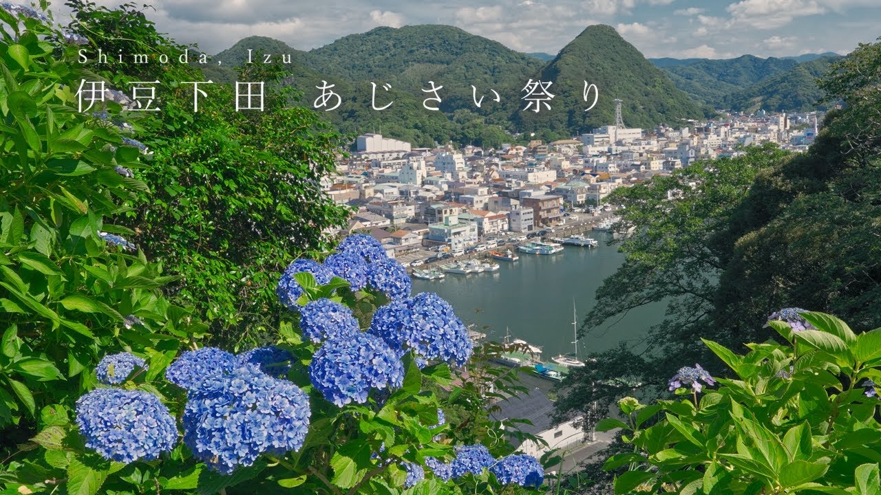 【ひとり旅】伊豆下田で15万株のあじさいと眺望を望む旅。/ Japan travel, Walking in Shimoda, Izu, Shizuoka.