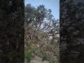 good morning, beautiful nature #trending #viralvideo #shortvideo