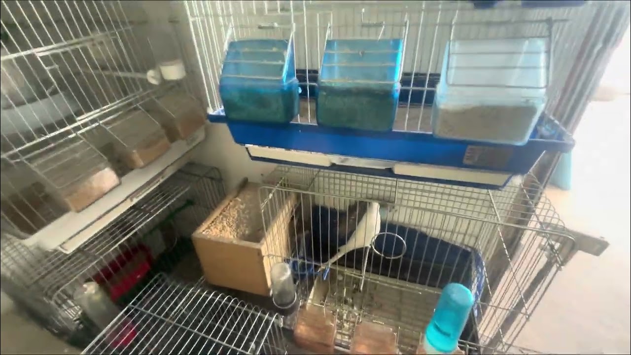 فرخ الزيبرا هرب وقدرنا نرجعه للغرفة بس لسى ما رجع للسلاكة 