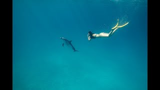 The Bimini Road, Dolphins And Summer Solstice