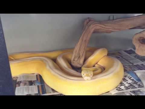 Sonny and Cher have their new Vivariums (Part 2)