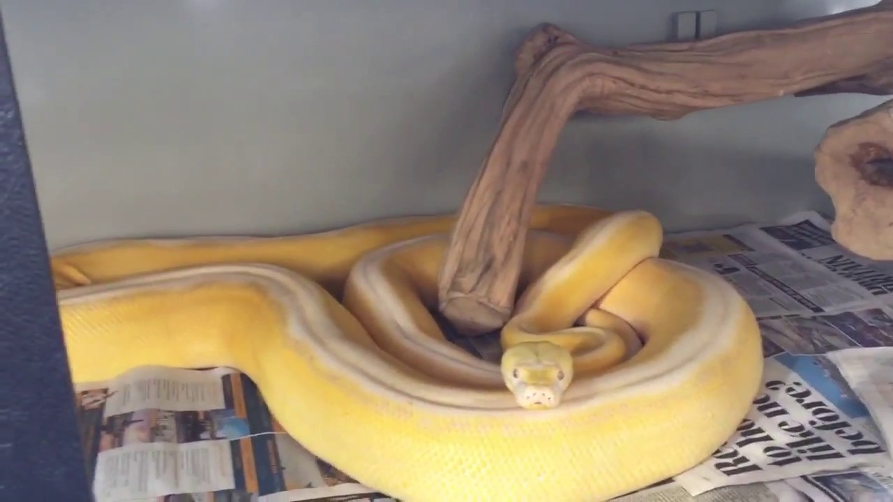 video phone beyonce mp3 Sonny and Cher have their new Vivariums (Part 2)