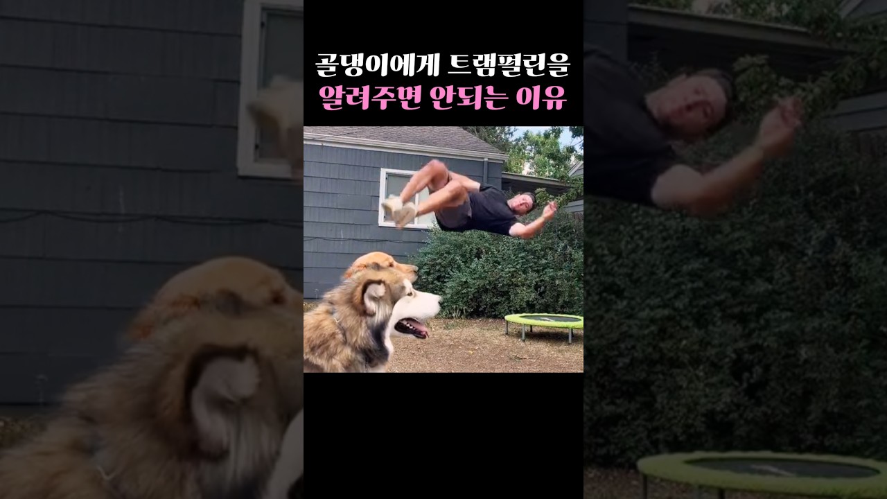 댕댕이에게 트램펄린을 알려주면 안되는 이유