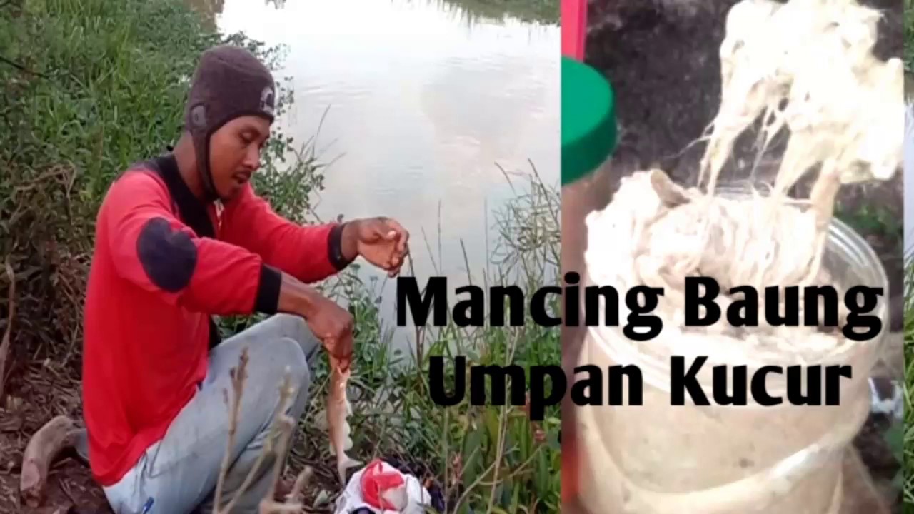 Mancing ikan baung umpan kucur || vlog mancing mesuji #Eps.04