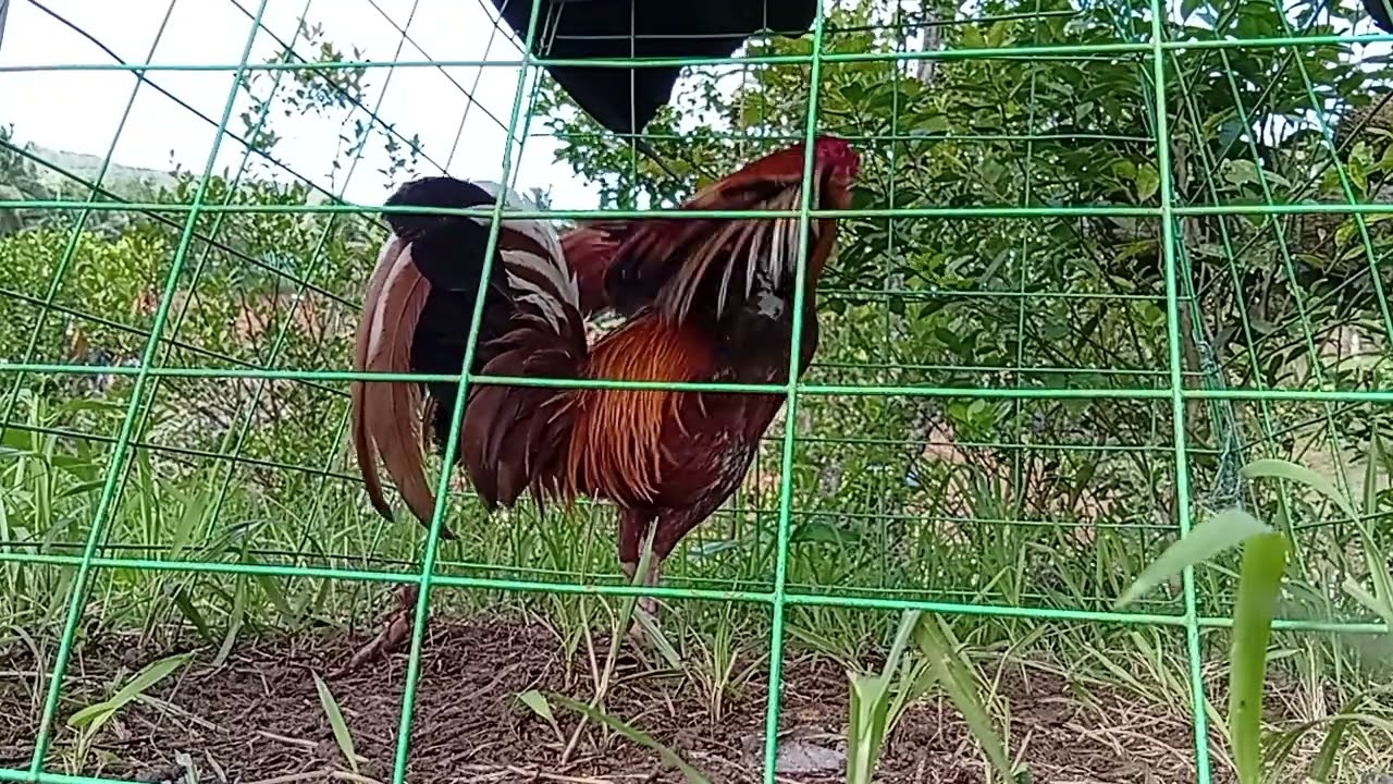 Ormoc Gold BT 3X winner #games #trending #viral #video #gaming #rooster #gamefowl #viralvideo 