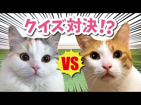 猫と○×クイズやってみたら色々難しすぎた【おしゃべりする猫】