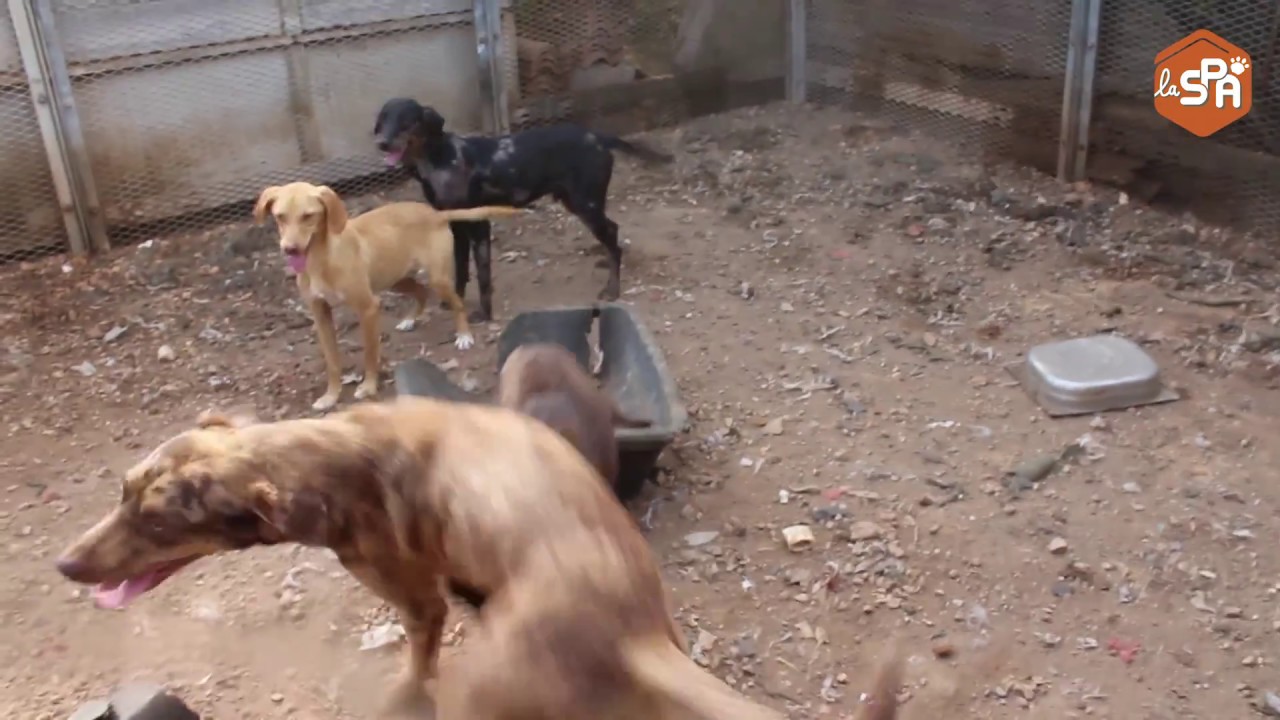 La Spa Sauve 19 Chiens Dun élevage Non Déclaré à Aups Var