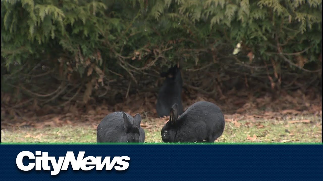Rescue organization struggling to keep up with abandoned bunnies YouTube