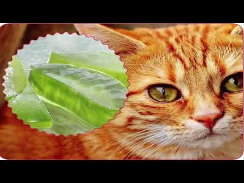 Aloe vera pour chats atteints de leucémie  Santé&Divertissement