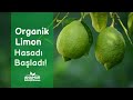 Organik limon hasad balad