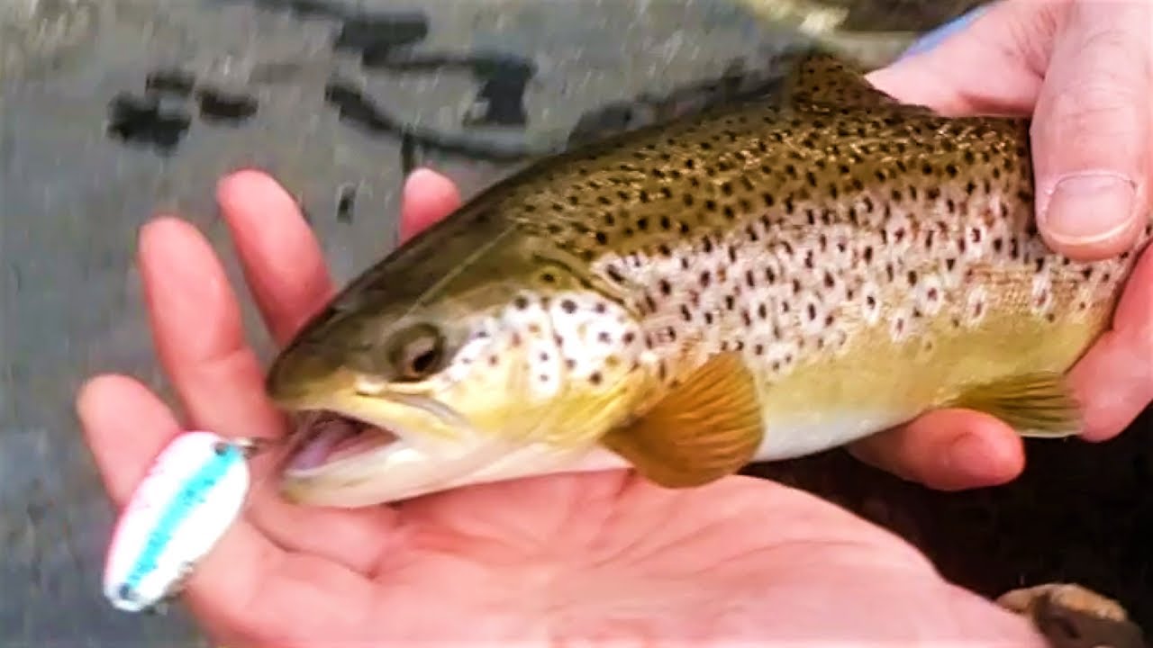 Brown Trout Fishing💥Trout Whisperer Tackle Co.💥troutwhisperertackleco browntrout fishing 